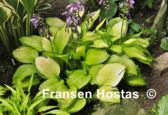 Hosta Aomori Gold Star